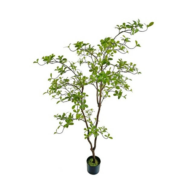 Dodan Potted Tree
