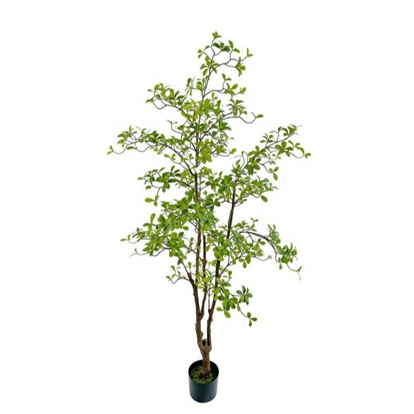 Dodan Potted Tree