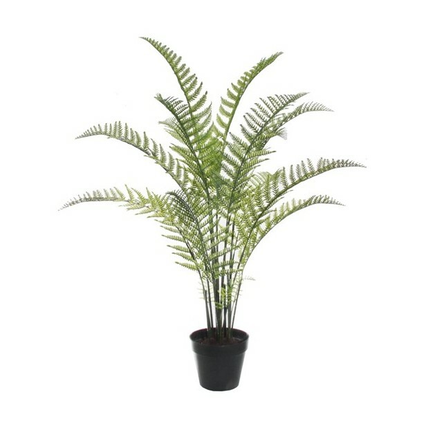 Fern Potted Plant