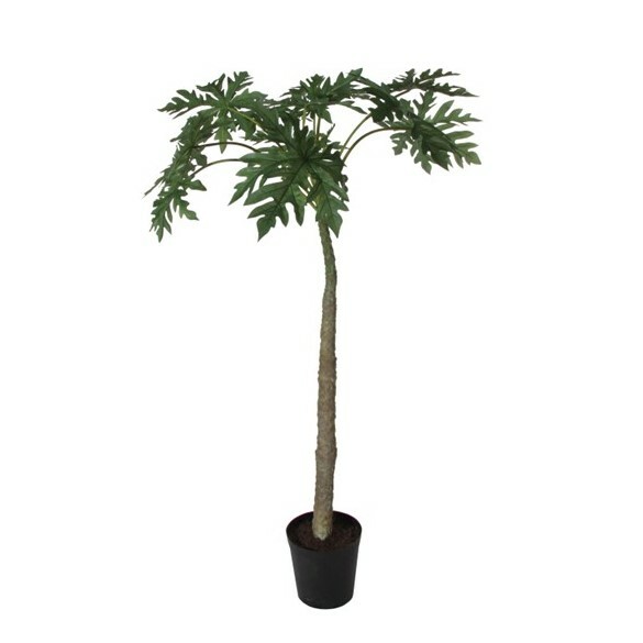 Papaya Tree