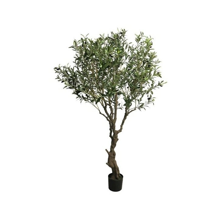 Tall Olive Tree