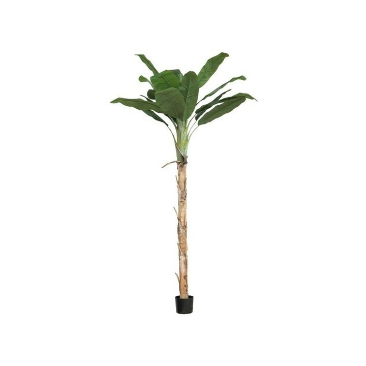 Banana Tree