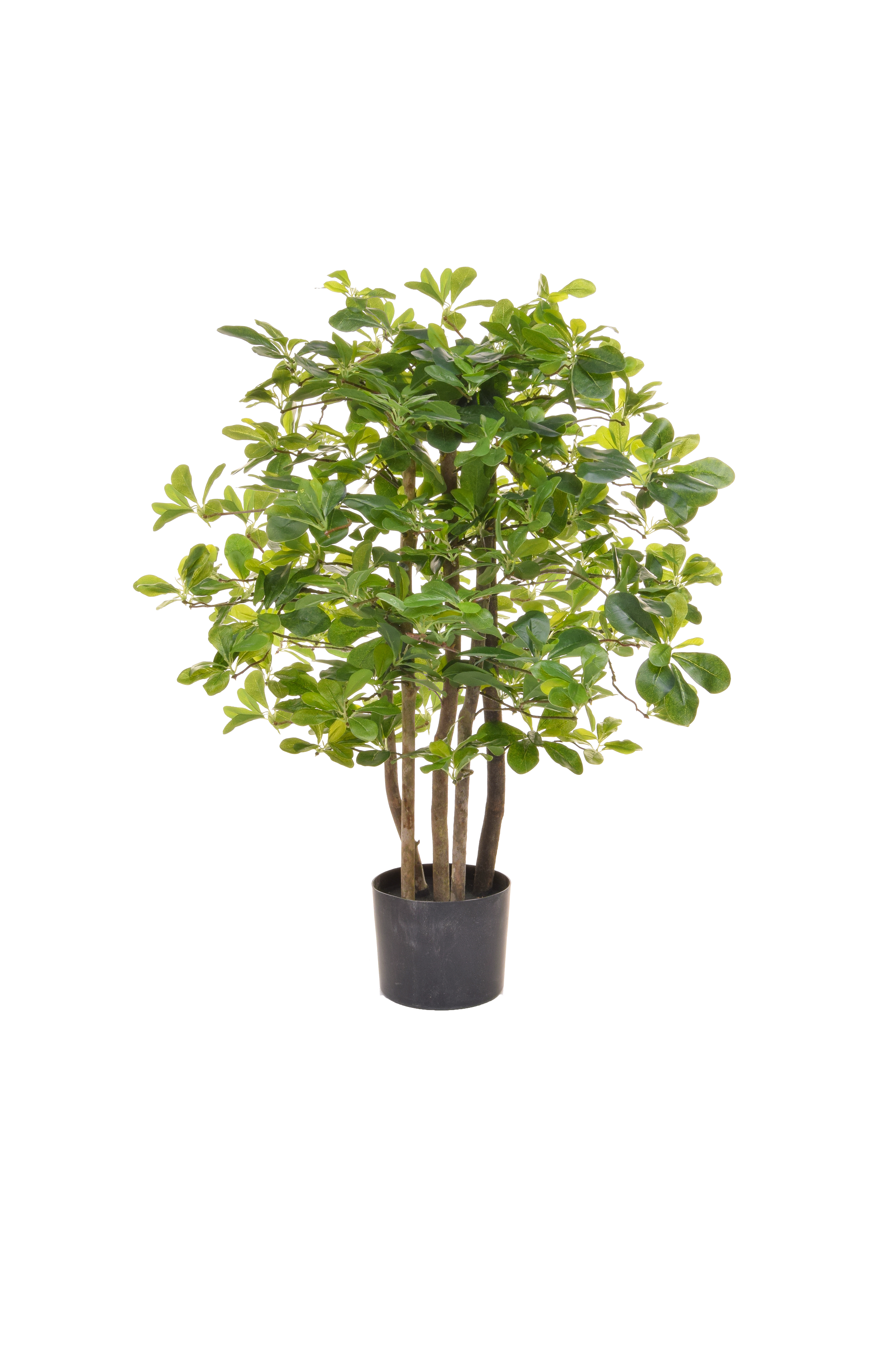 Small Schefflera Tree