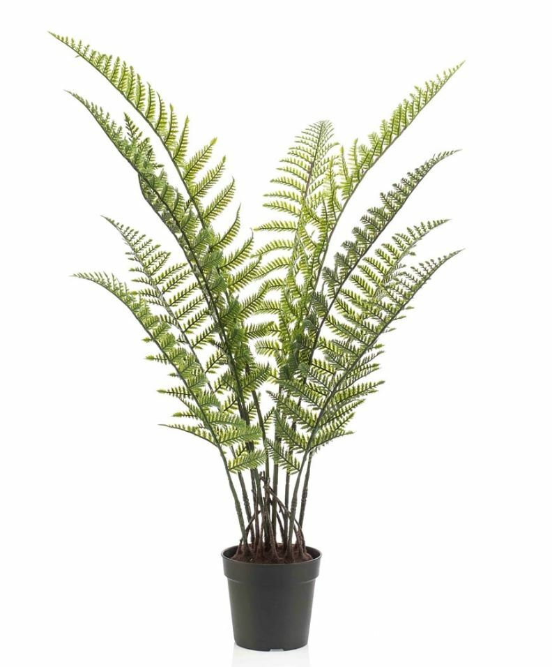 Woodwardia Fern in Pot