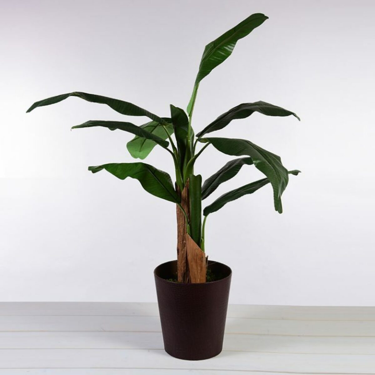 4ft Banana Palm in Pot 120cm H