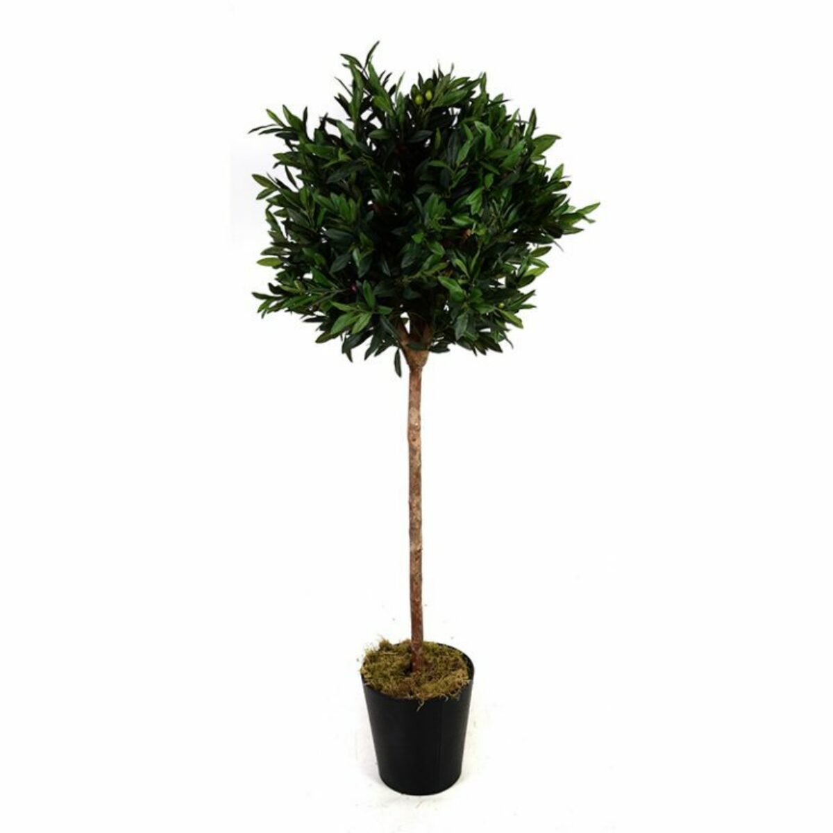 5ft Olive Tree in Pot 150cm H