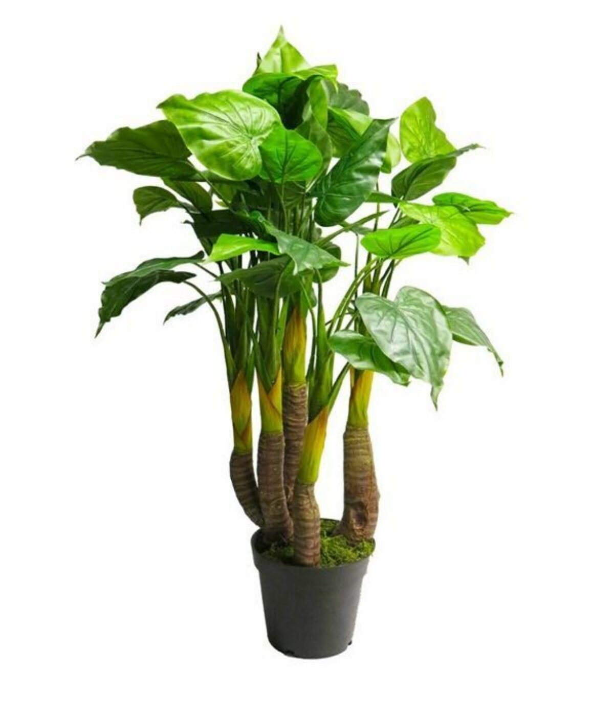 Anthurium Avanti 120cm