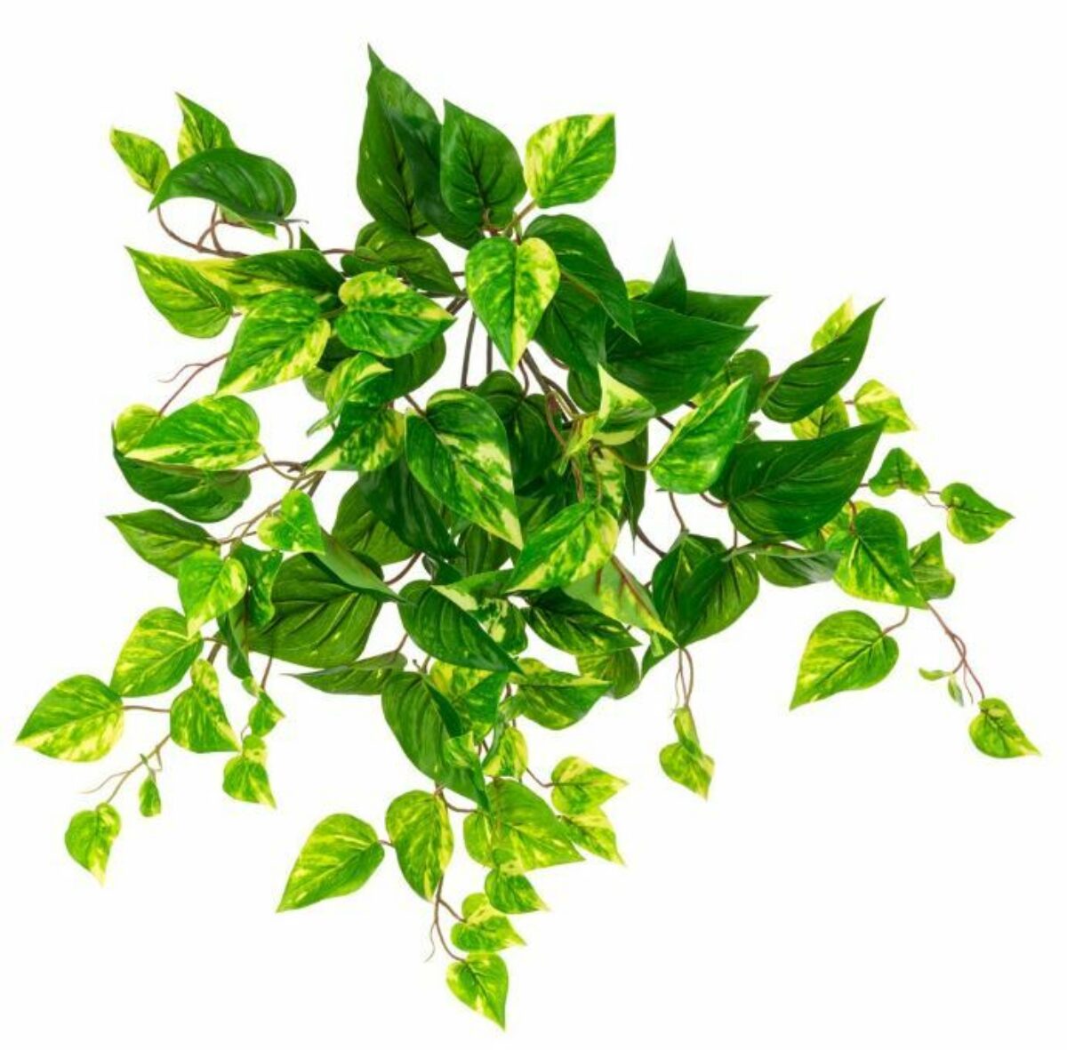Pothos Bush UV 52cm