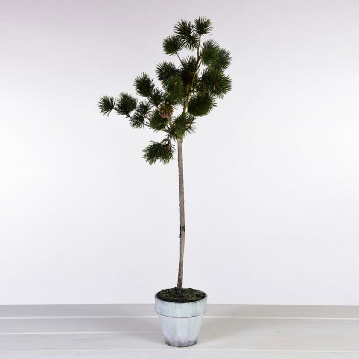 Mediterranean Pine in Pot 70cm H