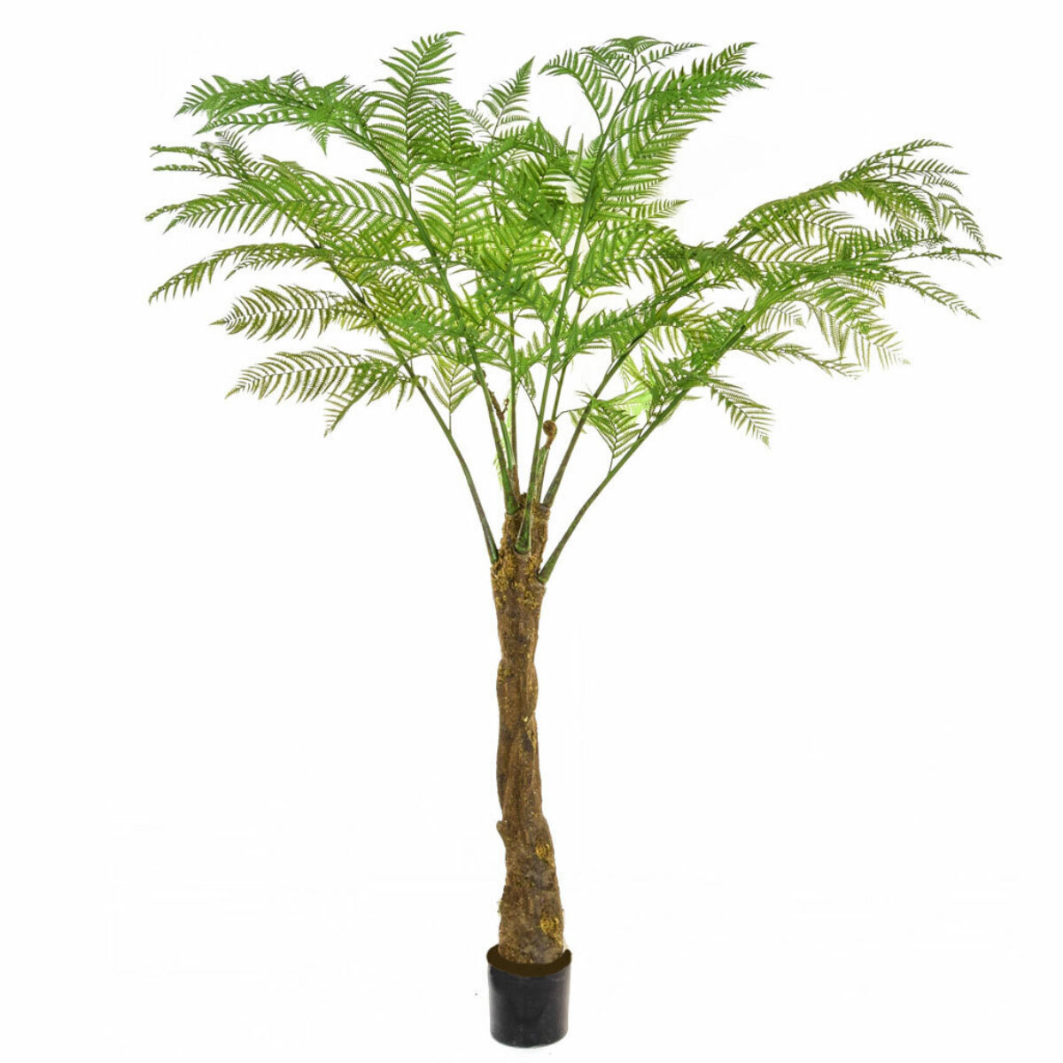 Palm Alsophila 300cm tall TL1012