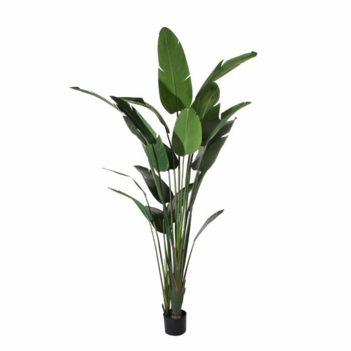 Paradise Palm 310cm
