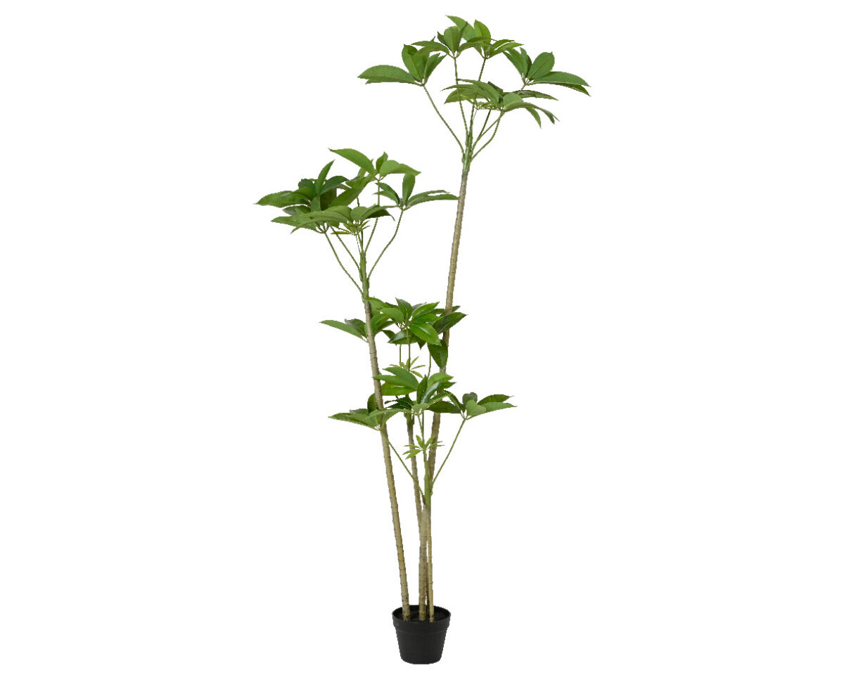 Schefflera Tree 70 x 70 x 180cm ref 833564