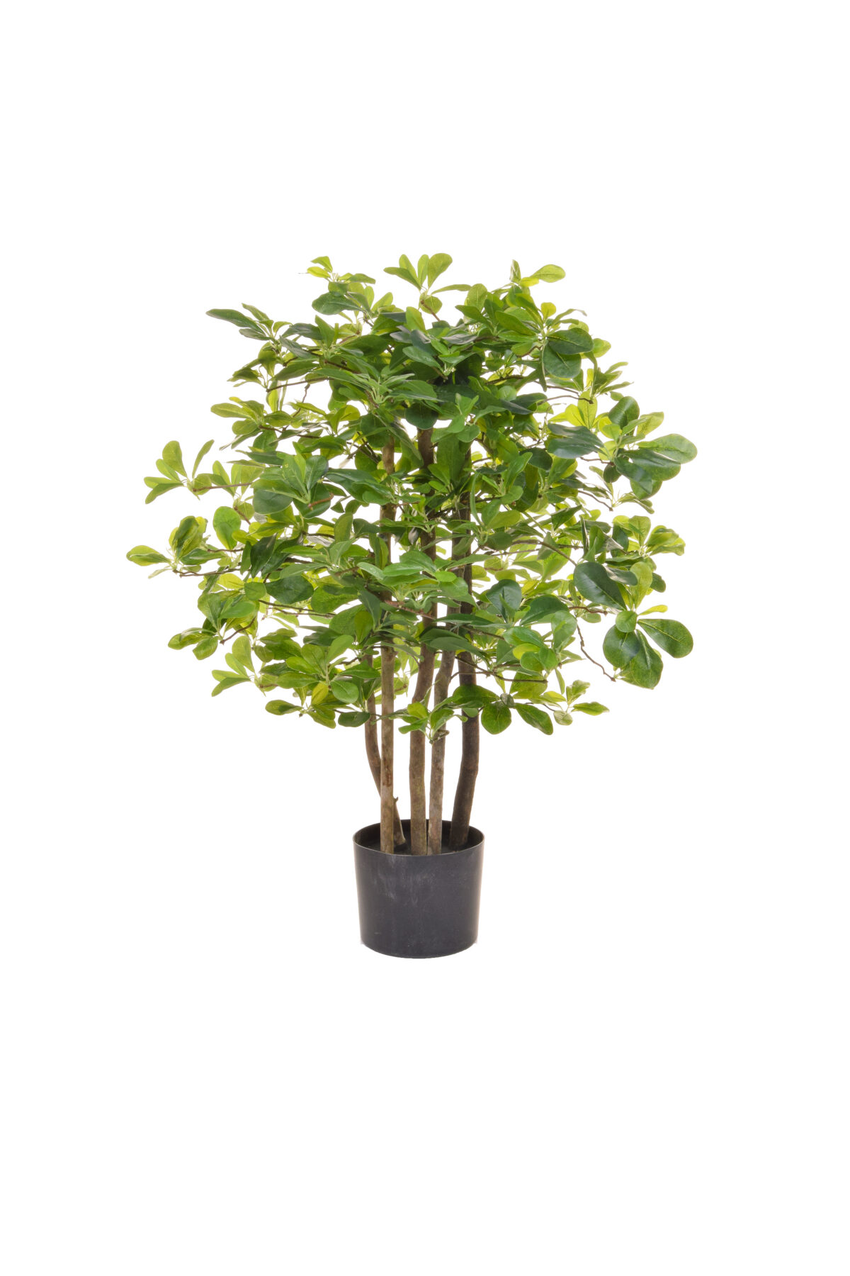 TL Schefflera tree H90cm TL2258