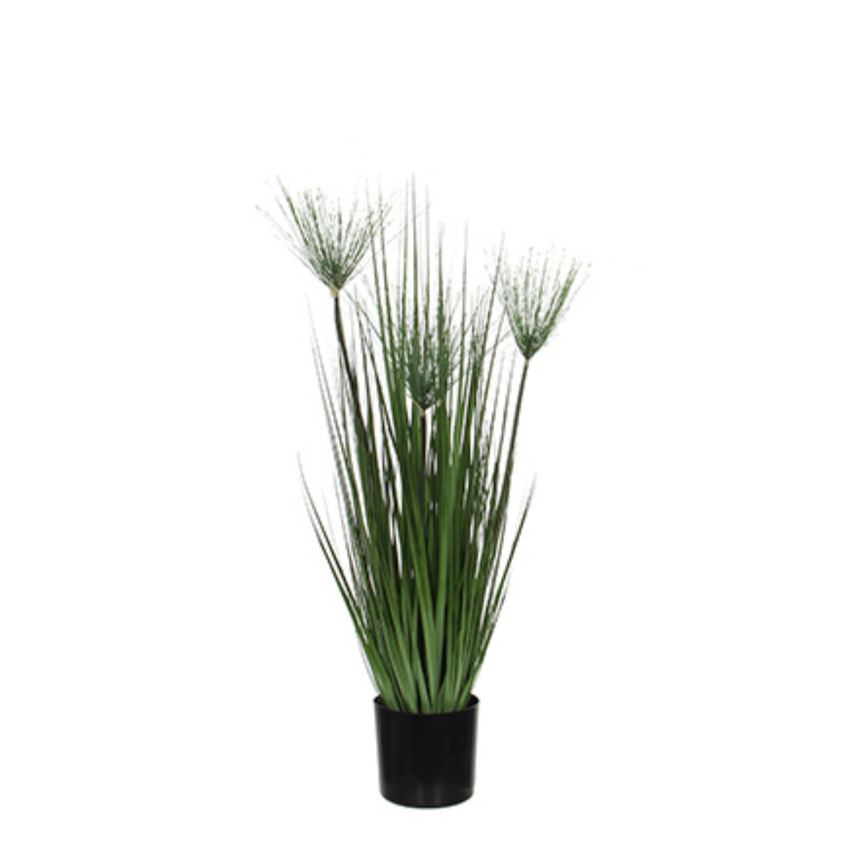 Papyrus in plastic pot green h76xd125cm 104049701