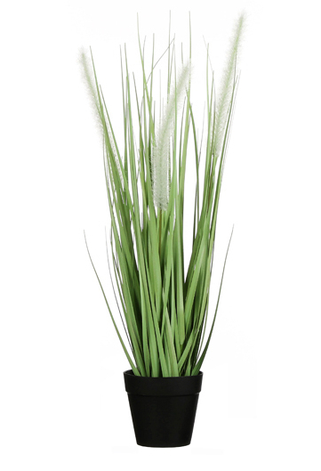 Cattail Grass White in Pot