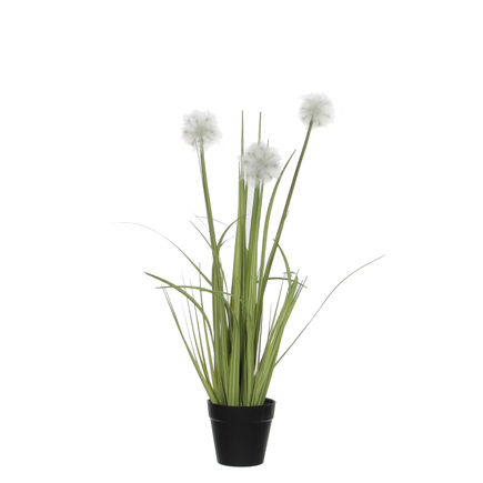 Dandelion in Pot Available in 4 Sizes