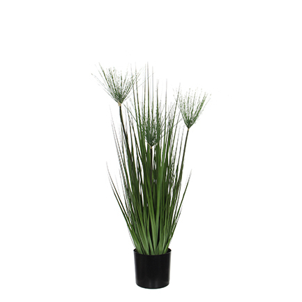 Papyrus in Green Pot Available in 4 Sizes