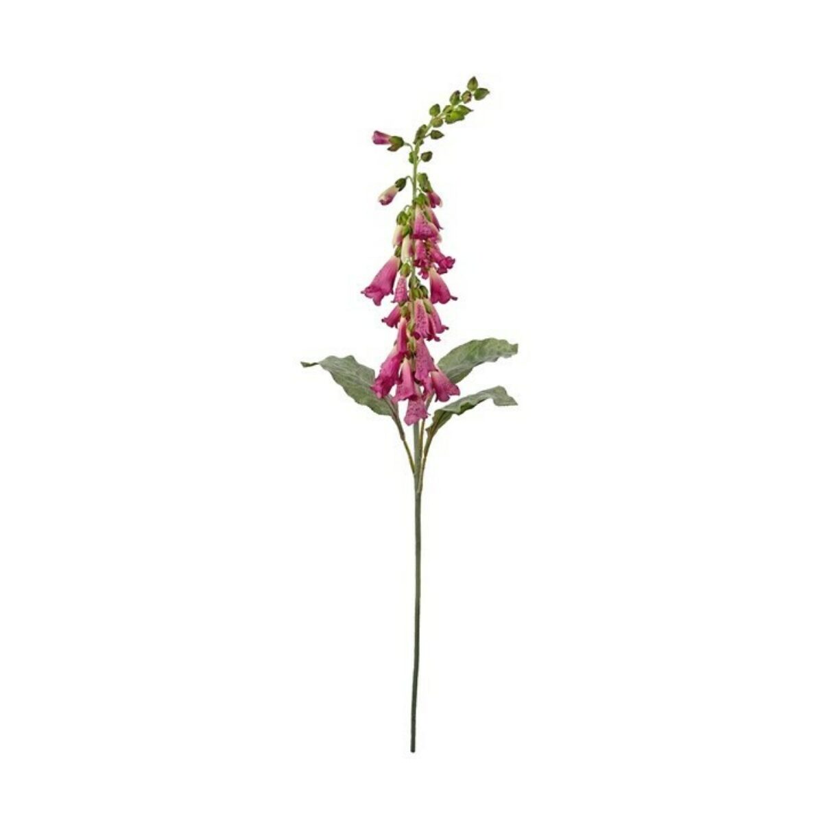 Foxglove purple 100cm